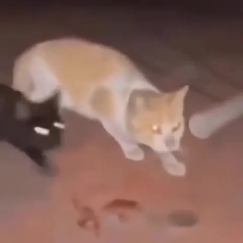 Коты внезапно устроили драку