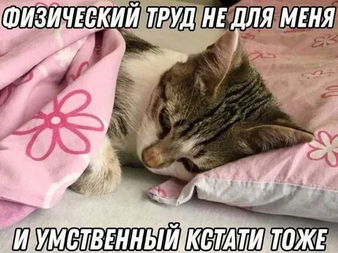 Кот не любит работать