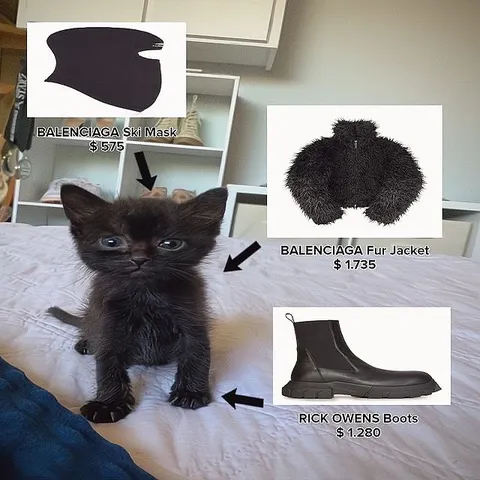 Luxury Fashion Kitten