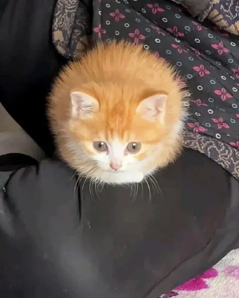 Пушистый рыжий котёнок