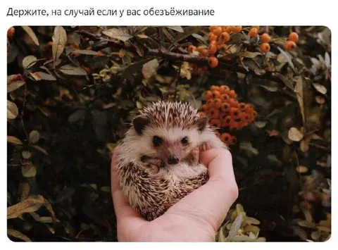 Ёжик на случай обезъёживания