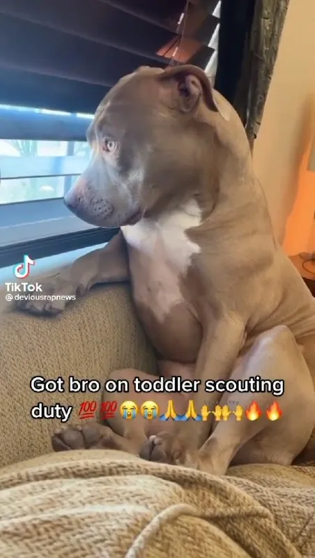 Toddler Scouting Duty