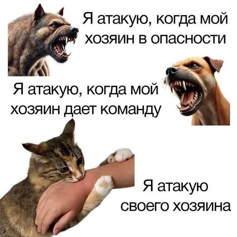 Кот атакует своего хозяина