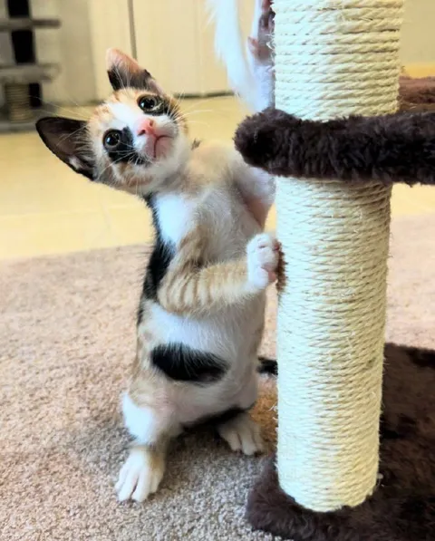 Котёнок у когтеточки