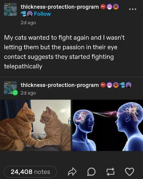 Cats Fighting Telepathically
