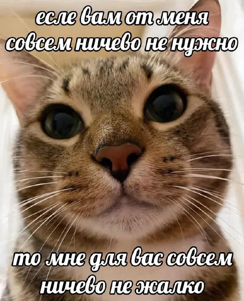 Кот, которому ничего не нужно