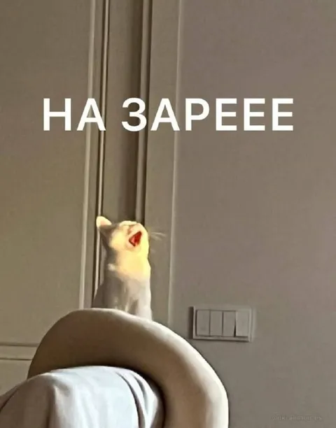 Кот поёт на заре