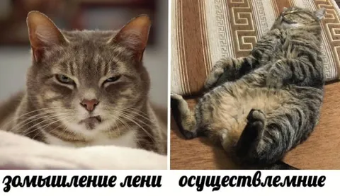 Замышление и осуществление лени