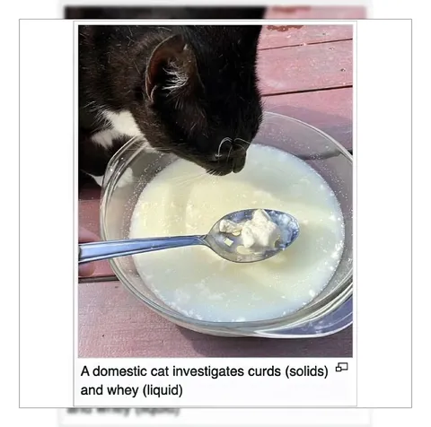 Cat Investigates Curds and Whey
