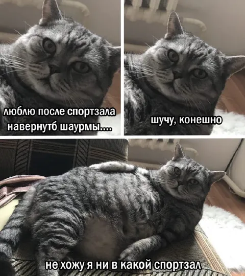 Кот после спортзала и шаурмы