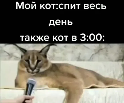 Кот поёт в три часа ночи
