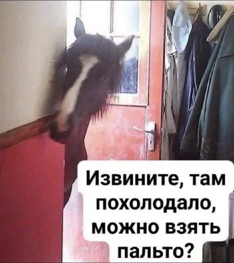 Лошадь просит пальто