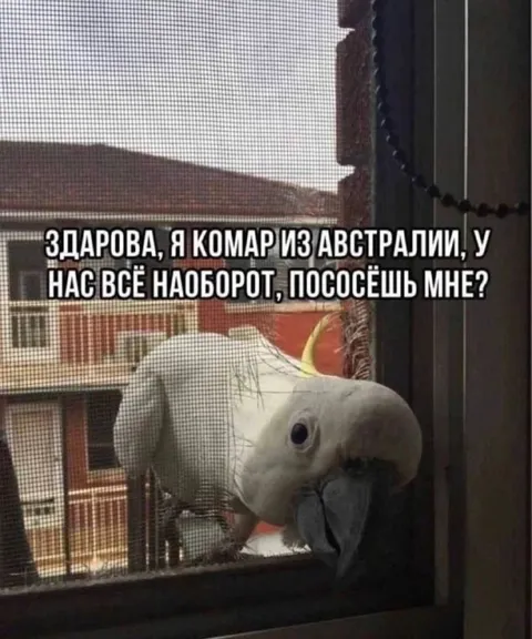 Австралийский комар наоборот