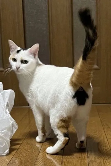 Кот с необычной лапой