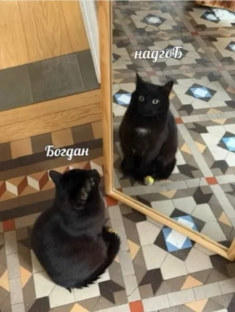 Богдан и его отражение
