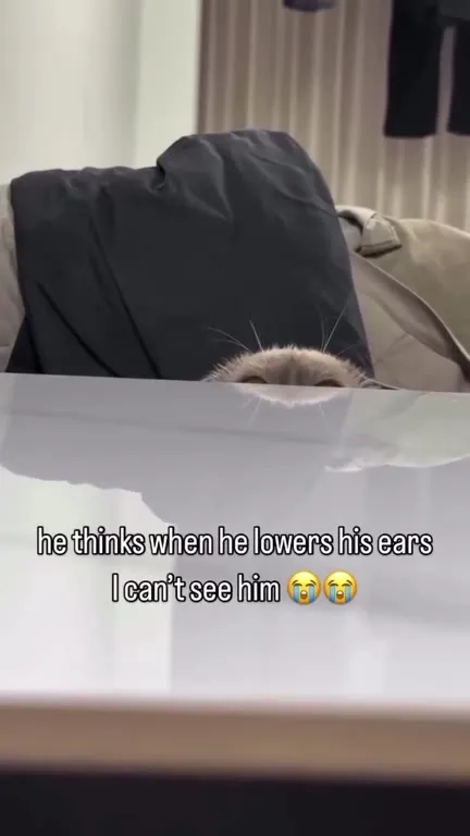 Cat Thinks Lowering Ears Hides Him