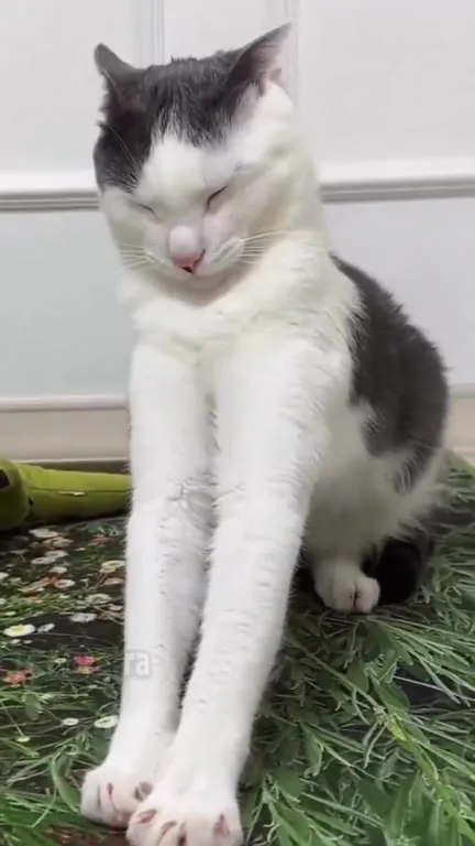 Кот постепенно засыпает
