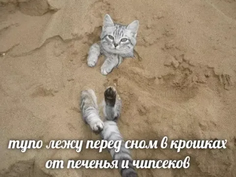 Кот лежит в крошках перед сном