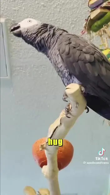 Oh, It’s the Bird