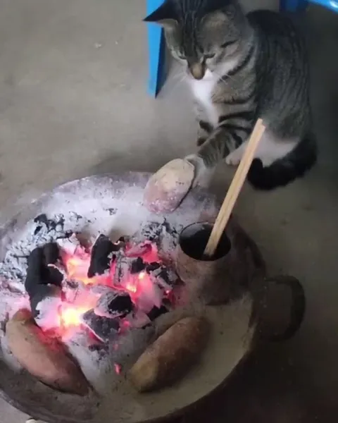 Кот жарит картошку и сдаётся