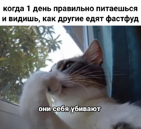 Кот осуждает фастфуд