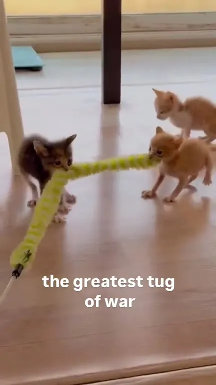 The Greatest Tug of War