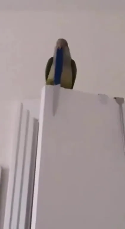 Попугай с синей игрушкой