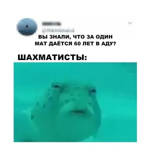 Шахматисты узнали про мат