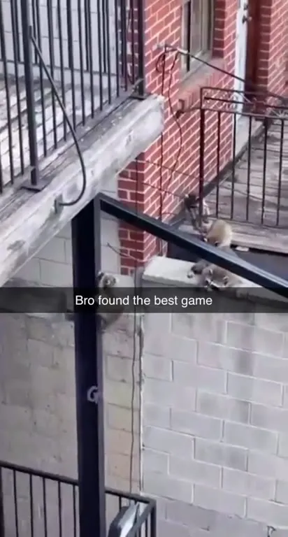 Bro Found the Best Game