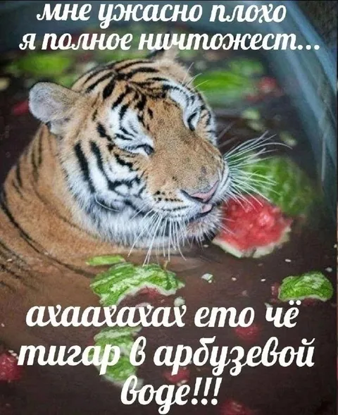 Тигар в арбузевой воде