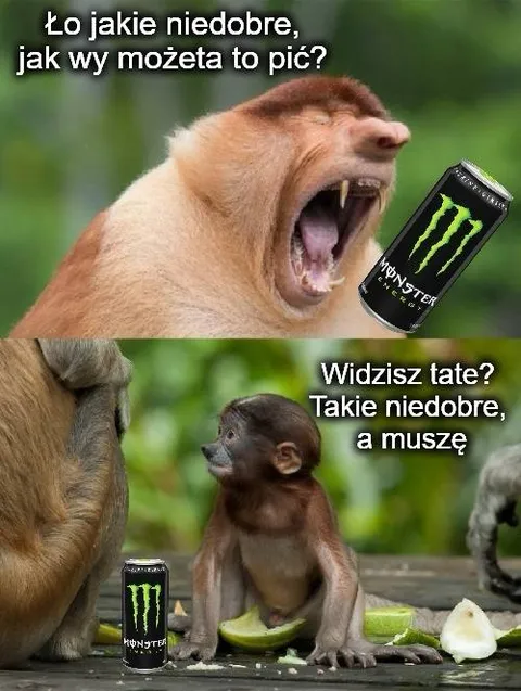 Małpy piją niedobrego Monstera