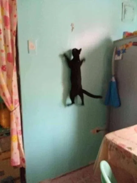 Кот карабкается по стене