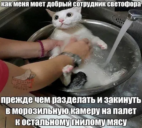 Добрый сотрудник светофора моет кота