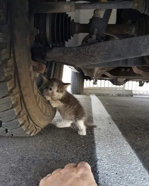 Котёнок под машиной