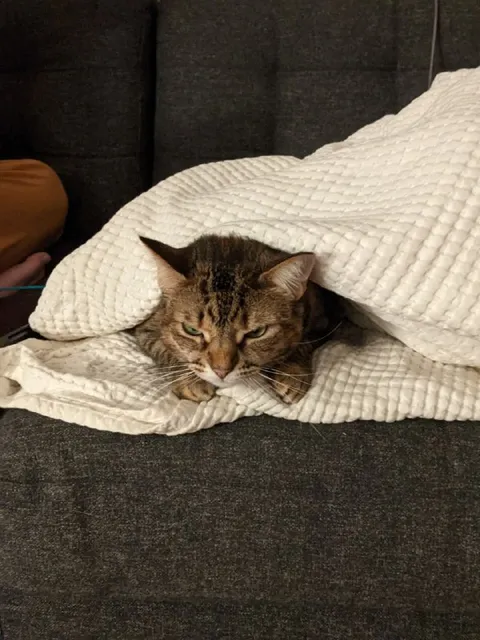 Кот под одеялом