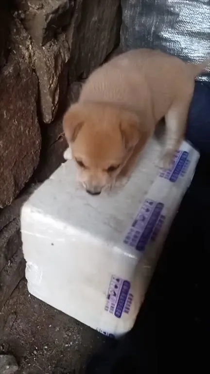 Щенок не хочет уходить