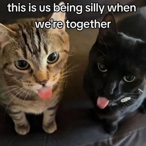 Cats Being Silly Together