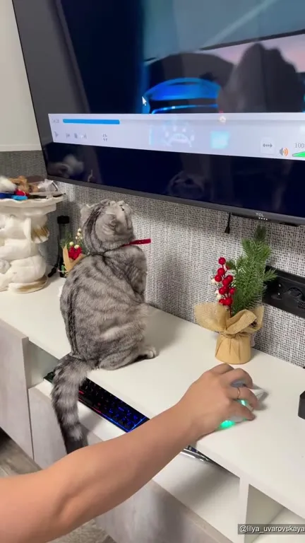 Кот слушает кашель из телевизора