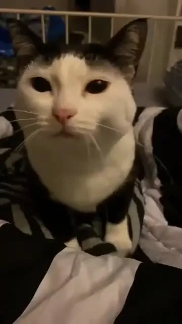 Кот пристально смотрит в камеру