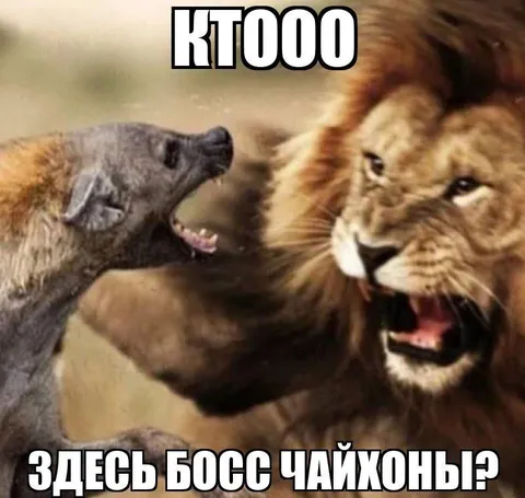 Здесь босс чайхоньёр