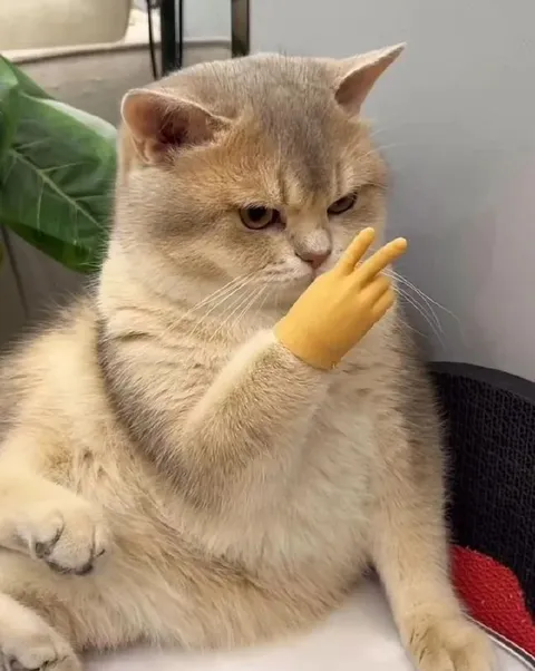 Кот с жестом «фу»