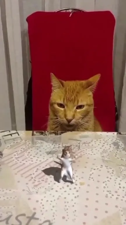 Кот смотрит на танцующую мышь