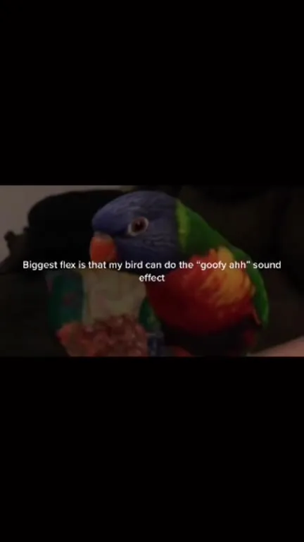 Bird Does the Goofy Ahh Sound