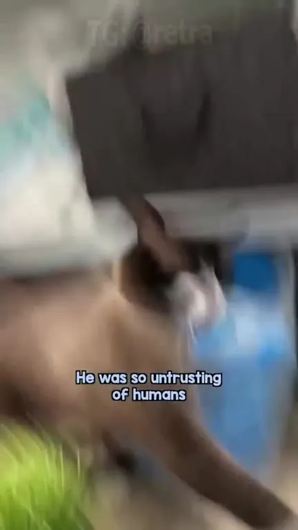 Bruno Learns to Trust Humans