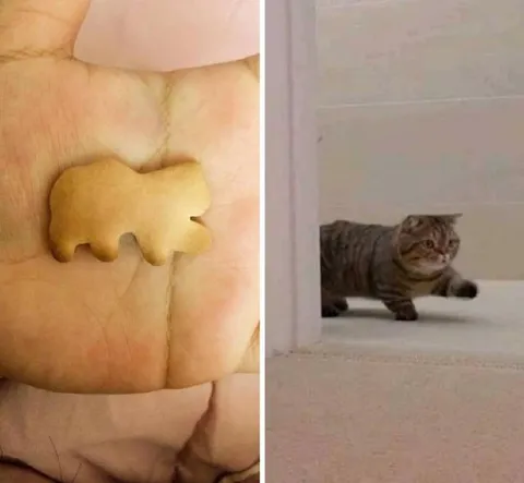 Котёнок зовёт настоящего кота