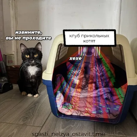 Клуб прикольных котят
