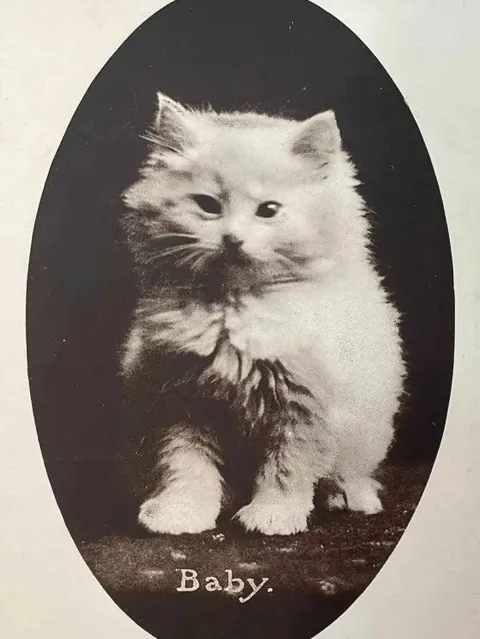 Vintage Baby Kitten