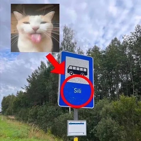 Kissa ja Sili-pysäkki