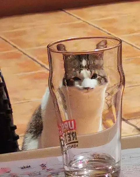Кот за стеклом