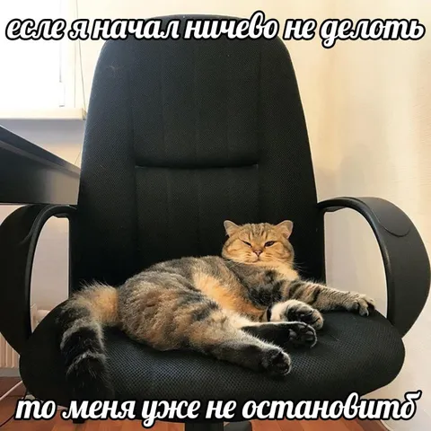 Кот, который уже не остановится